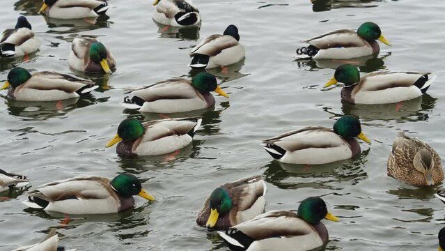 Many ducks swimming in the winter lake. Close up.
