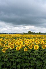 Field of sunflowers