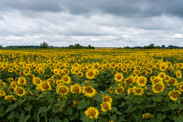 Field of sunflowers