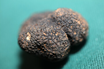 Black truffles mushrooms close up background tuber aestivum family tuberaceae high quality big size print