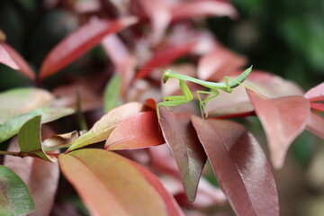 The praying mantis is seen standing on its long, slender legs, with its wings attached to its...