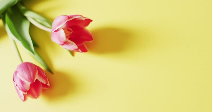 Video of two pink tulip flowers on a yellow surface