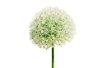 Ornamental onion White giant on green background, close-up, isolated on a white background
