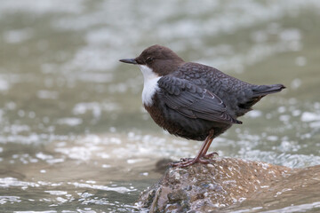 The white-throated dipper or Eurasian dipper (Cinclus cinclus).