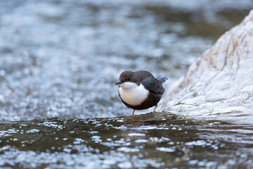 The white-throated dipper or Eurasian dipper (Cinclus cinclus).
