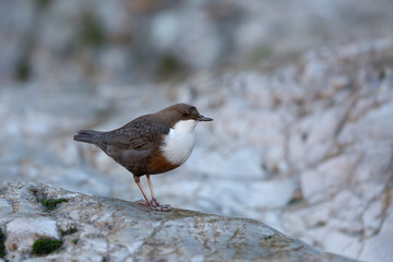 The white-throated dipper or Eurasian dipper (Cinclus cinclus).