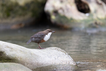 The white-throated dipper or Eurasian dipper (Cinclus cinclus).