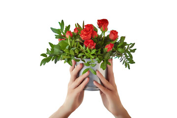 Women's hands holding a bucket of red roses, isolated on a white background. A bouquet of beautiful little flowers