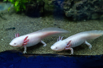 Axolotl aquarium, salamander, nature, tank.  Cute axolotl exotic aquarium pets