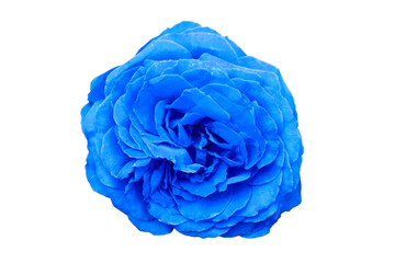 Obraz premium Unfolded blue rose Flower with green leaves, close-up, isolated on a white background