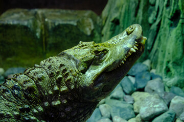 Obraz premium Head young crocodile with teeth sticking out mouth.
