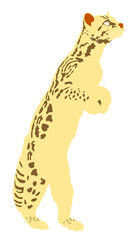 illustration of a feline called ocelote , endangered species, on transparent backgrounds