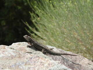 A western fence lizard enjoying the warmth of the sun, in the Angeles National Forest, San Gabriel Mountains, California.