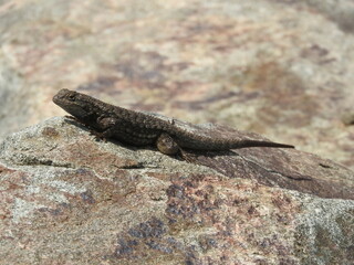 A western fence lizard enjoying the warmth of the sun, in the Angeles National Forest, San Gabriel Mountains, California.