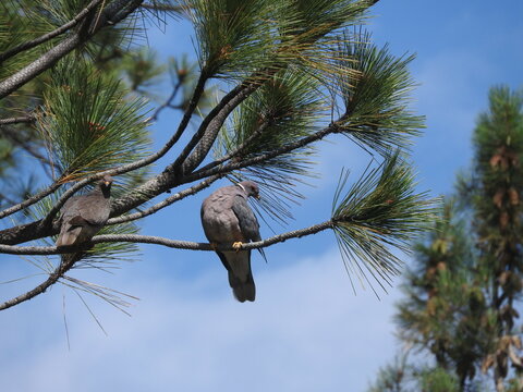 A band-tailed pigeon perched in a pine tree in the Angeles National Forest, San Gabriel Mountains, California.