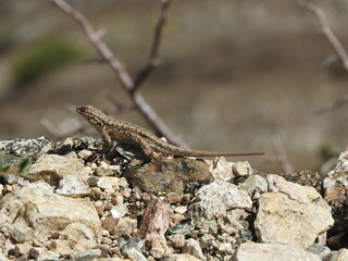 A western fence lizard enjoying the warmth of the sun, in the Angeles National Forest, San Gabriel Mountains, California.