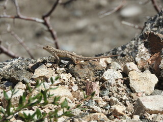 A western fence lizard enjoying the warmth of the sun, in the Angeles National Forest, San Gabriel Mountains, California.