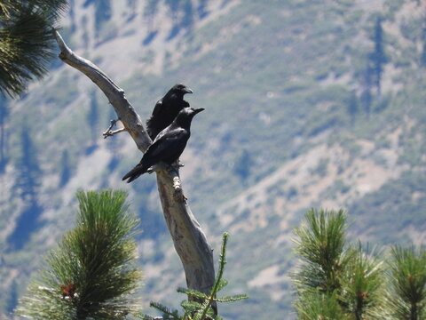 A pair of common ravens perched upon a branch, in the Angeles National Forest, San Gabriel Mountains, California.