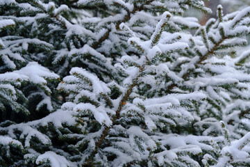 Forest background, snow covered branches spruce.