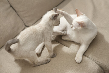 Sweet kittens having a playful sibling fight on a beige fabric sofa