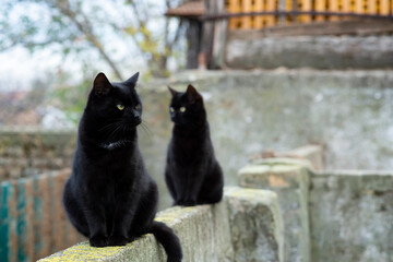 Two black domestic cats with yellow eyes sit on the wall