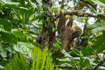 mother two-toed sloth hanging on a tree with her baby's arm holding her side 

