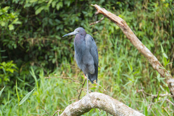 Little Blue Heron on the riverway of Tortuguero National Park
