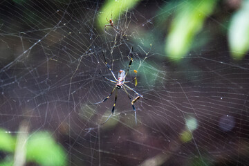 Golden Orb Spider with it’s web to catch insects
