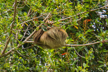 Sloth hanging onto a tree 
