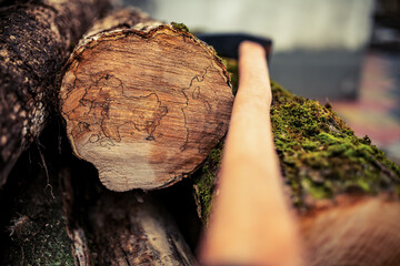 cut tree trunk