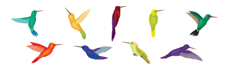 Colorful Hummingbird Species with Long Beak Fluttering with Bright Wings Vector Set