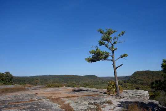 City Bluff Overlook With Lone Tree
