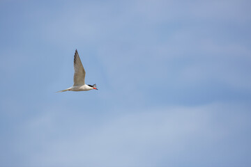 bird in the air, Common Tern, Sterna hirundo