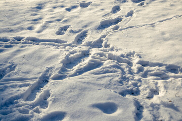 Multiple footprints on white snow. Crossed footprints in the snow