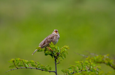 songbird in the woods, Corn Bunting, Emberiza calandra