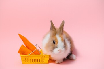 Brown cute baby rabbit standing and hold the shopping cart with baby carrots. Lovely action of...