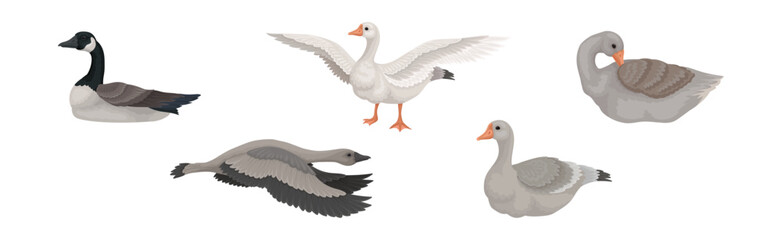Goose White and Grey Domestic and Wild Birds Vector Set