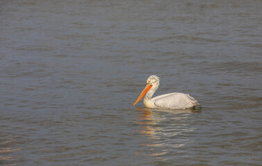 water bird in its natural environment, Dalmatian Pelican, Pelecanus crispus	