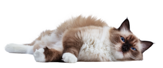 Cat Ragdoll isolated on transparent background
