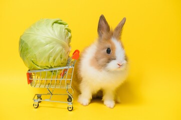 Easter bunny rabbit with shopping basket