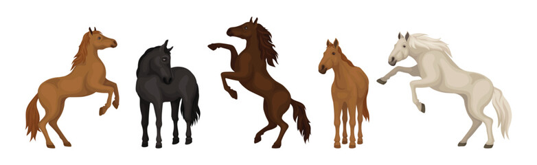Obraz na płótnie Canvas Horse Breed as Domesticated, One-toed, Hoofed Mammal Vector Set
