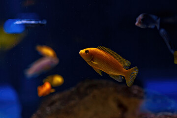 Underwater shot of fish Cichlidae