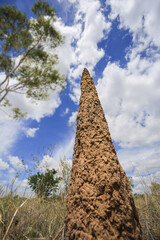 Termite mound, high tower. Close-up view from below. Australia