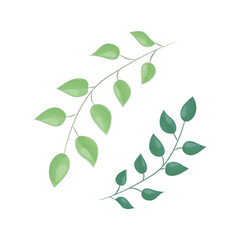 Tree branch with leaves on white background. Vector illustration