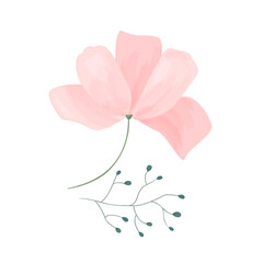 Illustration of pink Cosmos flower. Gentle flower  with branch isolated on white background. 