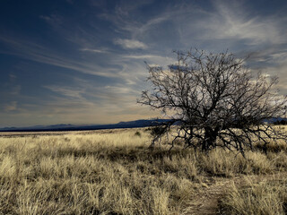 Fototapeta premium A solemn tree in the empty fields and meadows of Southeast Arizona.