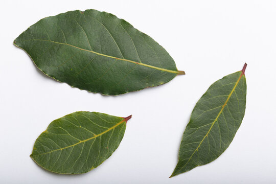 Laurus Nobilis Leaves on White Background - Top View