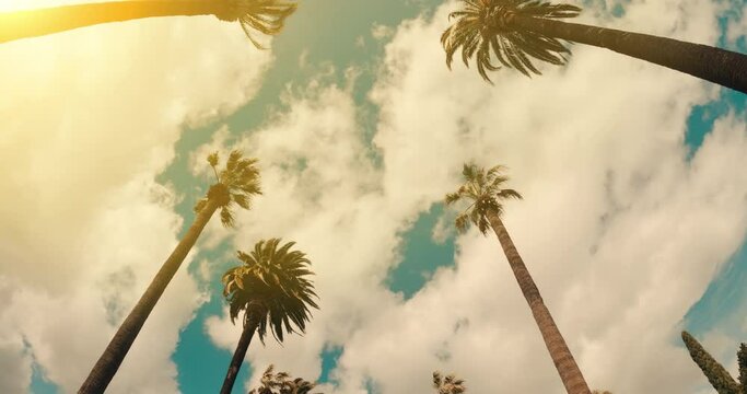 Beverly Hills street with palm trees. View up or bottom view coconut palm trees forest in sunshine. Camera looks up as it moves past rows a palm trees. Los Angeles, California. 