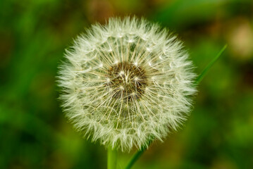 Extreme close-up shot of the ripe fruits of a dandelion plant (Taraxacum officinale) against a...