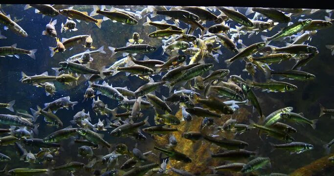 Minnow, phoxinus phoxinus, School of Fish in Freshwater Aquarium, France, Real Time 4K